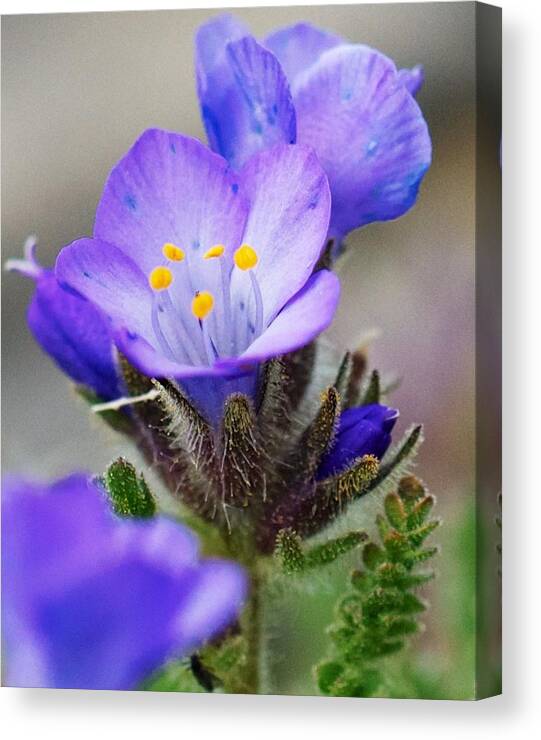 Montana Wildflower Canvas Print featuring the photograph Here comes the sun by Kevin Bone