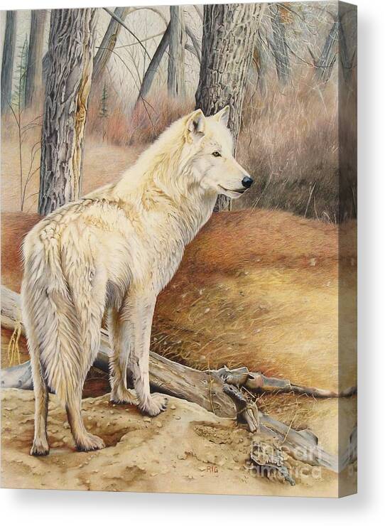White Wolf Canvas Print featuring the drawing Rare Find by Rosellen Westerhoff