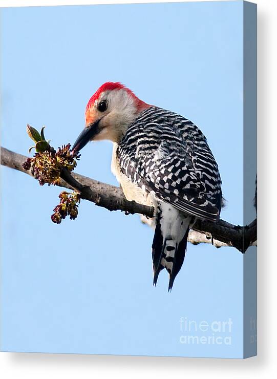 Bird Canvas Print featuring the photograph Red-Bellied Woodpecker by Jean A Chang