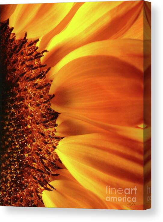 Sunflower Canvas Print featuring the photograph A God Thing-1 by Shevon Johnson