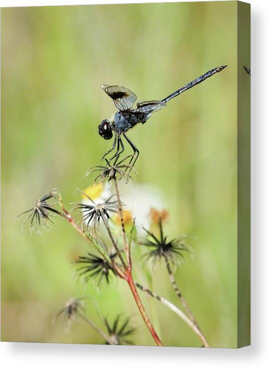 Beautiful Canvas Print featuring the photograph Blue Dragonfly by Dawn Currie