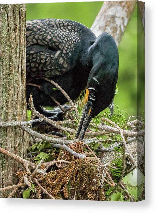Cormorant Canvas Print featuring the photograph Cormorant Working on Nest by Dawn Currie