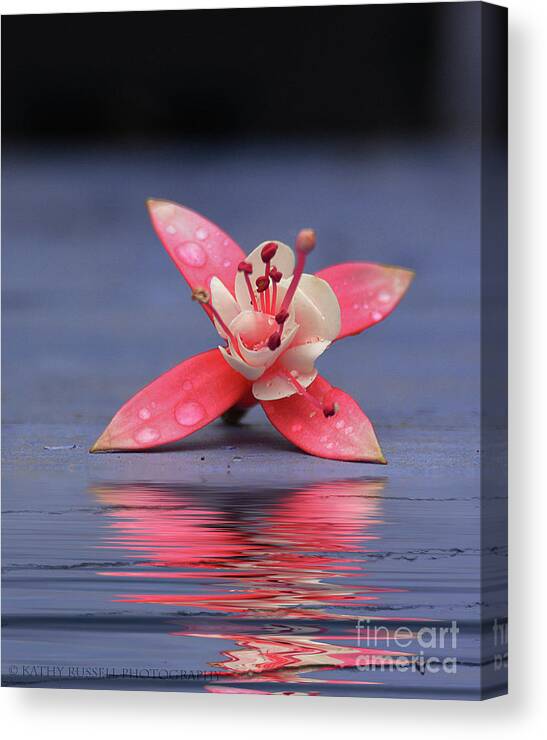  Canvas Print featuring the photograph Fuchsia and Reflection by Kathy Russell