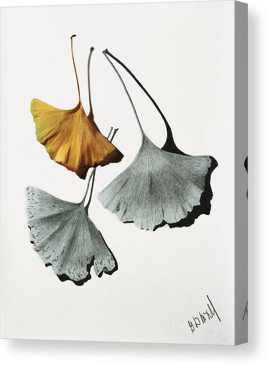 Pencil Drawing Canvas Print featuring the mixed media Ginkgo Leaves by Garry McMichael