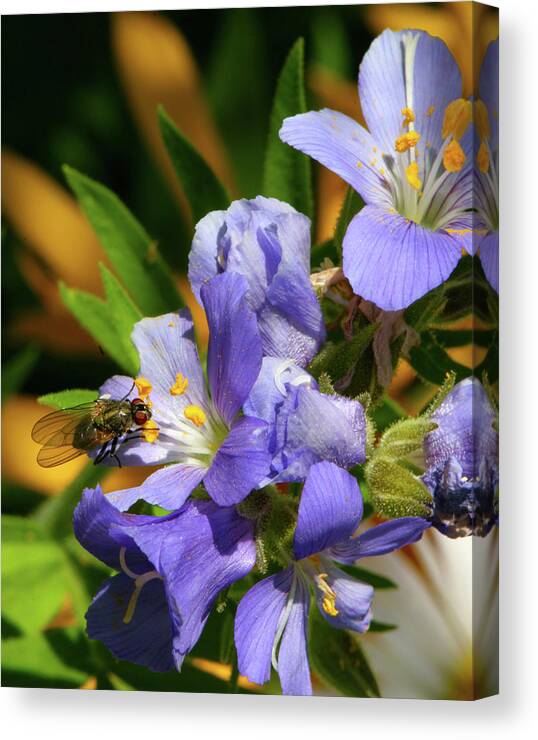 Animals Canvas Print featuring the photograph Jacobs Ladder by Crystal Garner