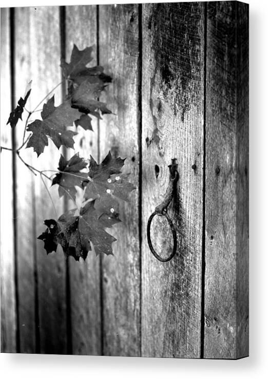  Canvas Print featuring the photograph Japton door by Curtis J Neeley Jr