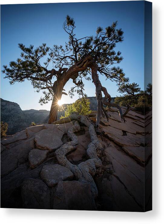 Zion National Park Canvas Print featuring the photograph Lone Tree in Zion National Park by James Udall