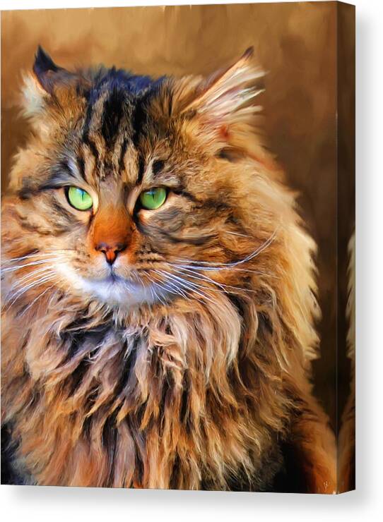 Maine Coon Canvas Print featuring the painting Maine Coon Cat by Jai Johnson