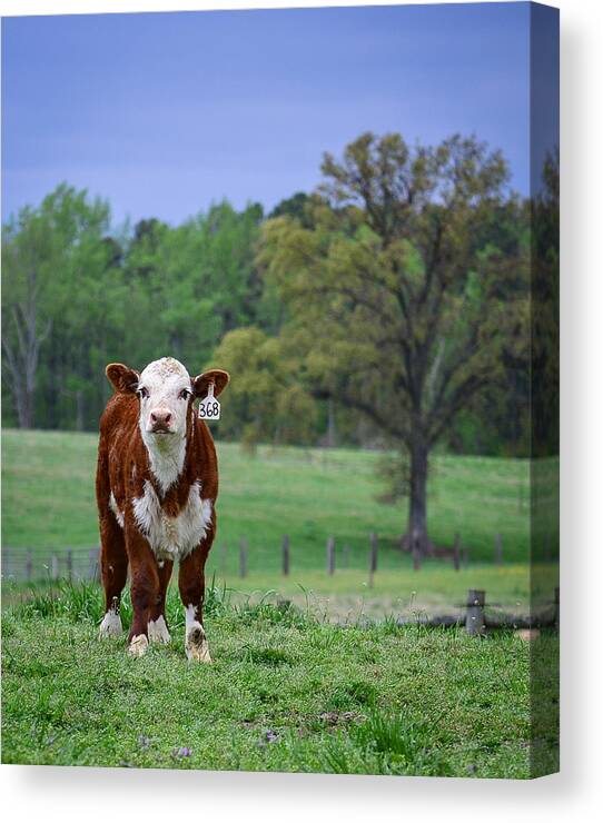 Cow Canvas Print featuring the photograph Out Standing in His Field by Cyndi Goetcheus Sarfan