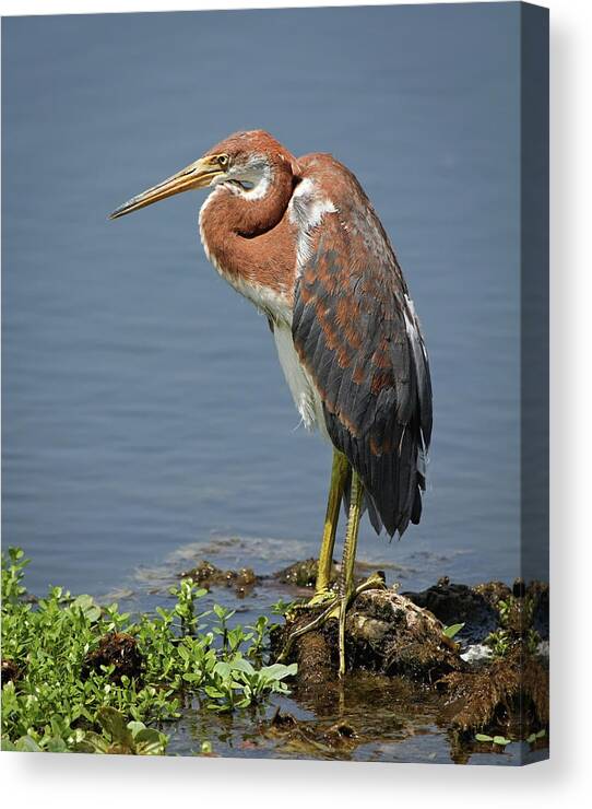 Alone Canvas Print featuring the photograph Pensive by Dawn Currie