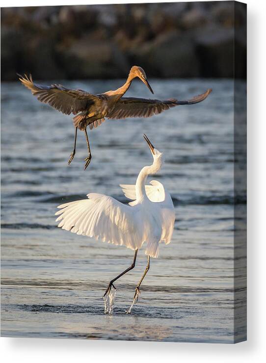  Canvas Print featuring the photograph Reddish Egret Confrontation by Dawn Currie
