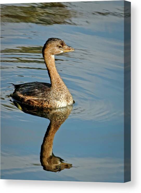 Adorable Canvas Print featuring the photograph Reflected Grebe by Dawn Currie