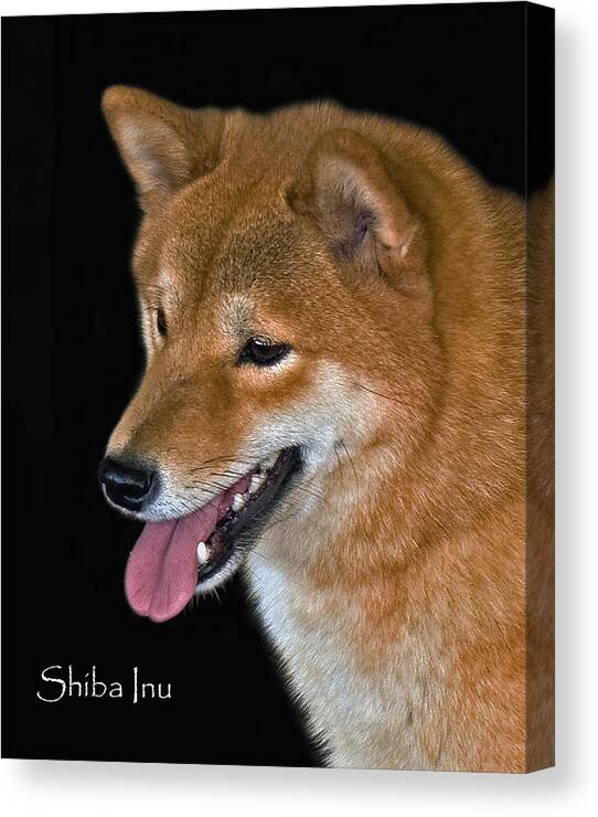 Shiba Inu Canvas Print featuring the photograph Shiba Inu by Larry Linton