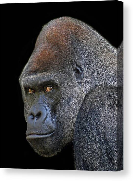 Silverback Lowland Gorilla Canvas Print featuring the photograph Silverback Lowland Gorilla by Larry Linton