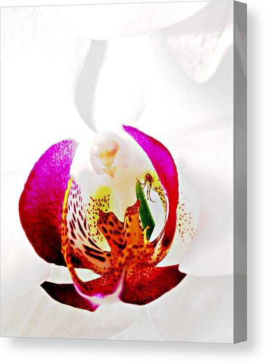 Orchid Canvas Print featuring the photograph Spider in Orchid- St Lucia by Chester Williams