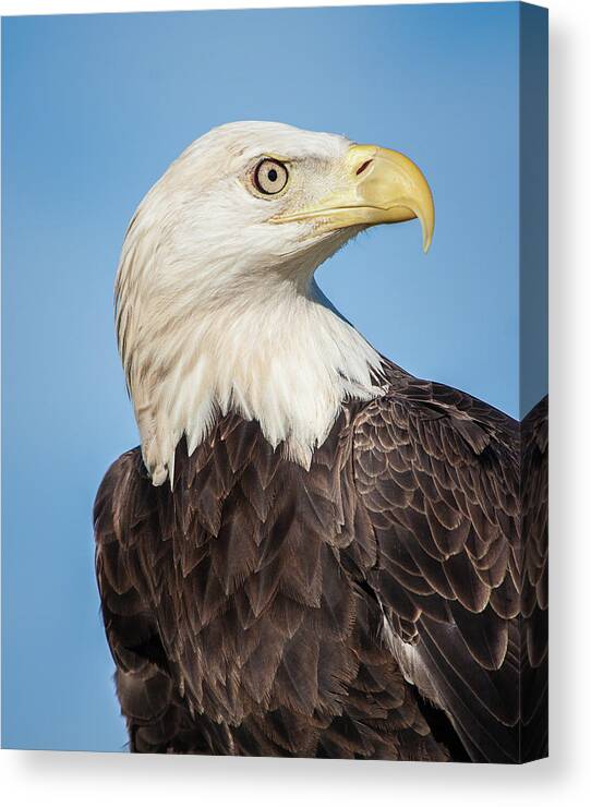 American Bald Eagle Canvas Print featuring the photograph Strength and Determination by Dawn Currie