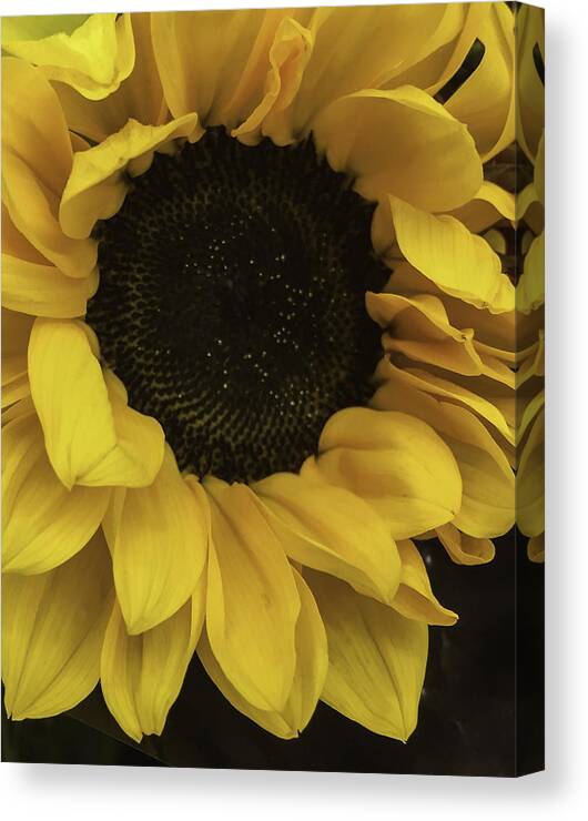 Sunflower Canvas Print featuring the photograph Sunflower Up Close by Arlene Carmel