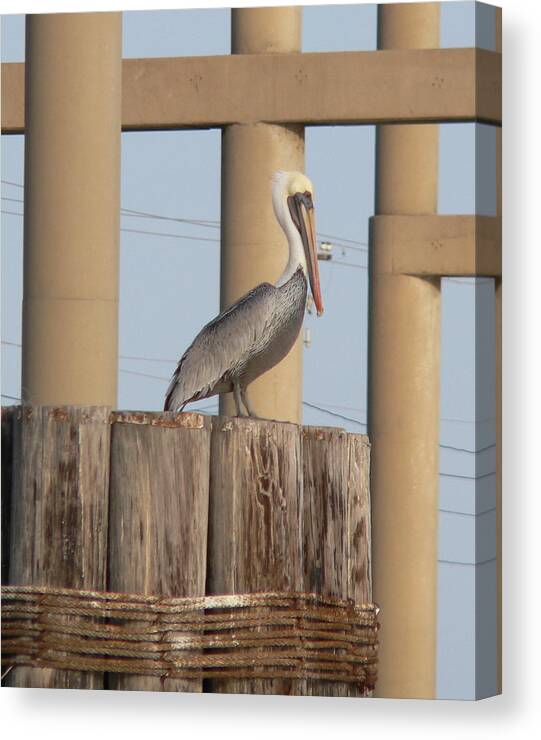 Brown Pelican Canvas Print featuring the photograph Under the Bridge by Linda Speaker