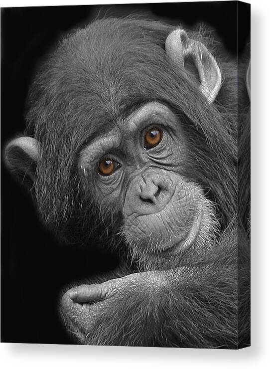 Chimpanzee Canvas Print featuring the photograph Young Chimpanzee by Larry Linton