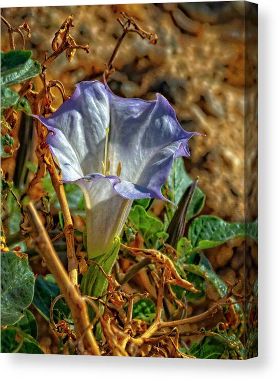 Datura Canvas Print featuring the photograph Datura Gimson Weed by Sandra Selle Rodriguez