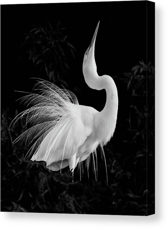 Ardea Alba Canvas Print featuring the photograph Great Egret Mating Display by Dawn Currie