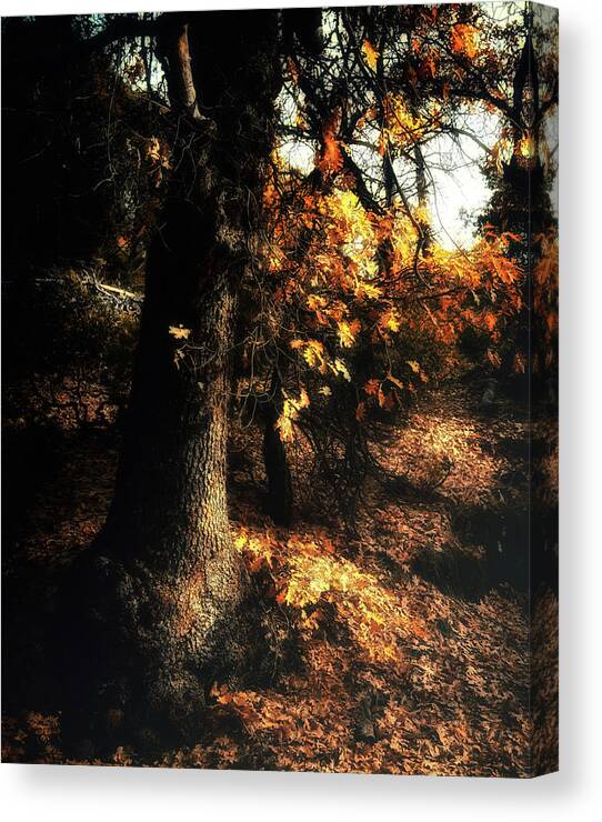 Yosemite Canvas Print featuring the photograph California Black Oak by Lawrence Knutsson