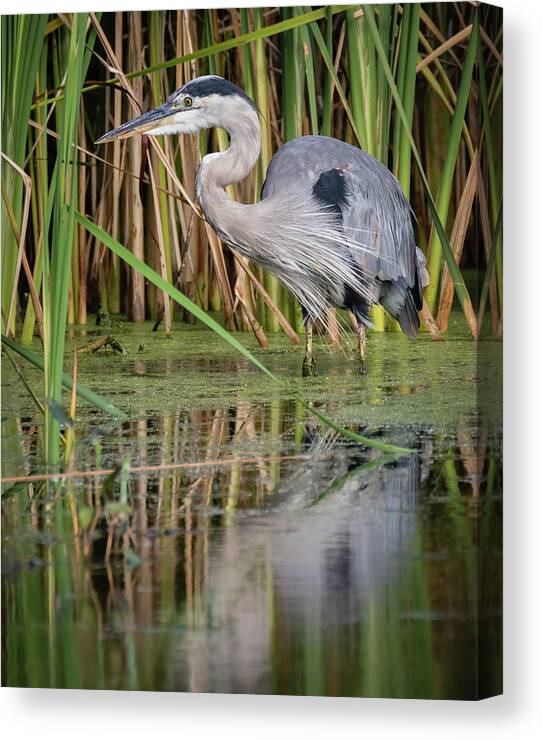 Ardea Herodias Canvas Print featuring the photograph Great Blue Heron in the Wetlands by Dawn Currie