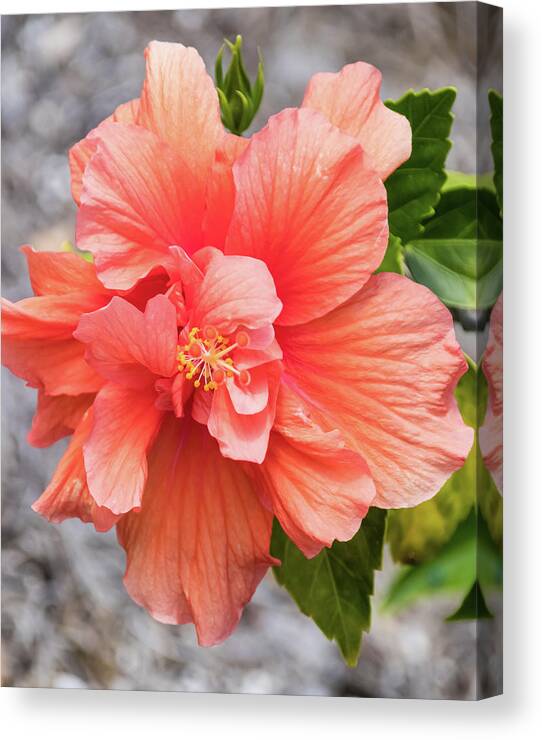 Hibiscus Canvas Print featuring the photograph Orange Double Hibiscus by Dawn Currie