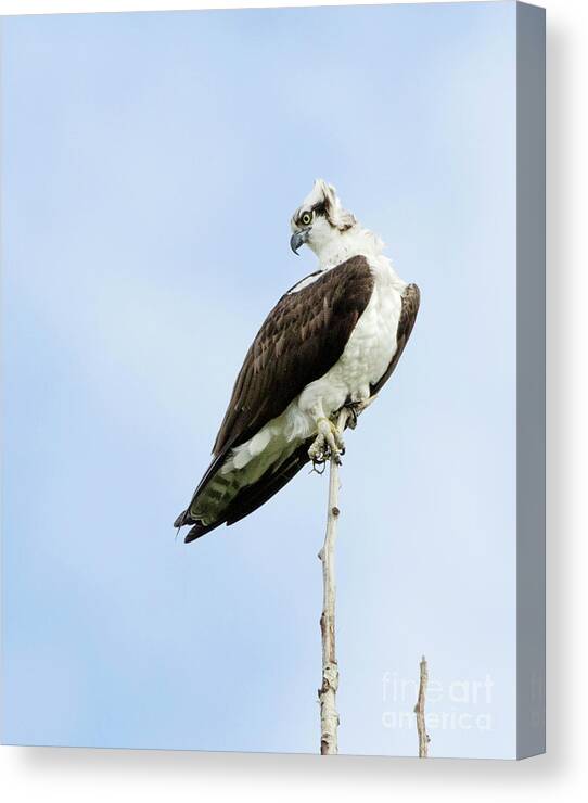 Kmaphoto Canvas Print featuring the photograph Osprey on Watch by Kristine Anderson
