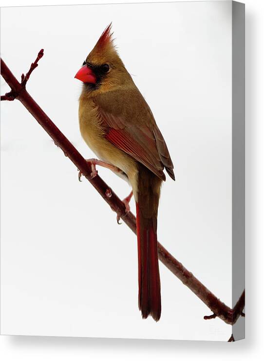 Cardinal Female Snow Winter Branch Perch Peter Herman Birds Wildlife Twig Red Canvas Print featuring the photograph Perched female cardinal in winter scene by Peter Herman