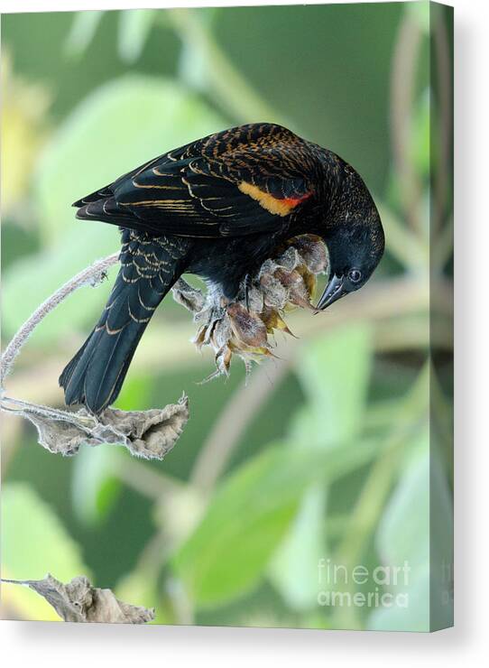 Red-winged Blackbird Canvas Print featuring the photograph Red-Winged Blackbird by Kristine Anderson
