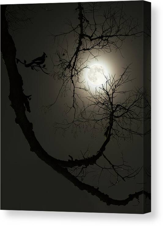 Wolf Moon Canvas Print featuring the photograph Tree Captures Wolf as Cardinal Looks On - Wolf Moon with hackberry tree - Vertical crop by Peter Herman