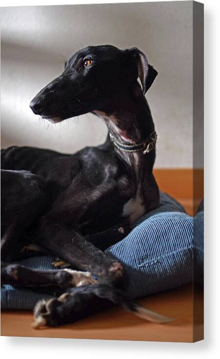Dog Canvas Print featuring the photograph Hounding Misery The Misfortune #1 by Nano Calvo