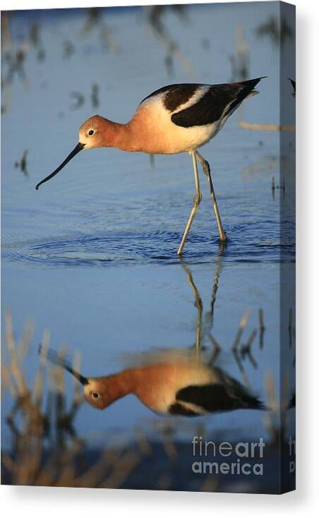 Landscapes Canvas Print featuring the photograph Avocet Mirror by John F Tsumas