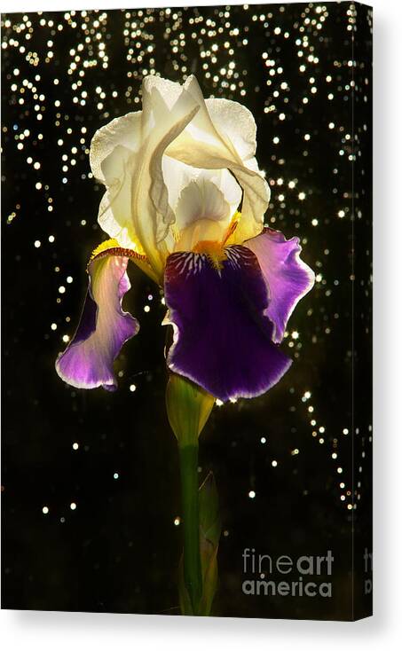 Iris Canvas Print featuring the photograph Ballerina by Loni Collins