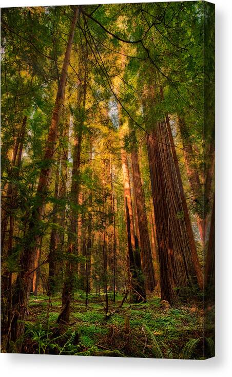 California Canvas Print featuring the painting Circle of Light - California Redwoods by Dan Carmichael