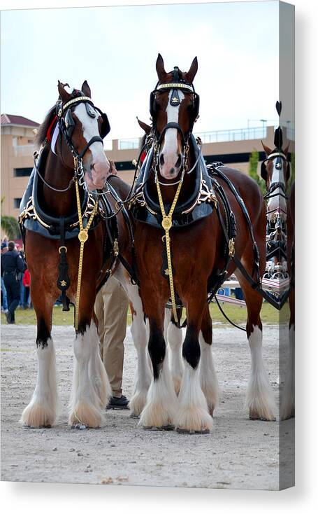 Clydesdales Canvas Print featuring the photograph Clydesdales 3 by Amanda Vouglas