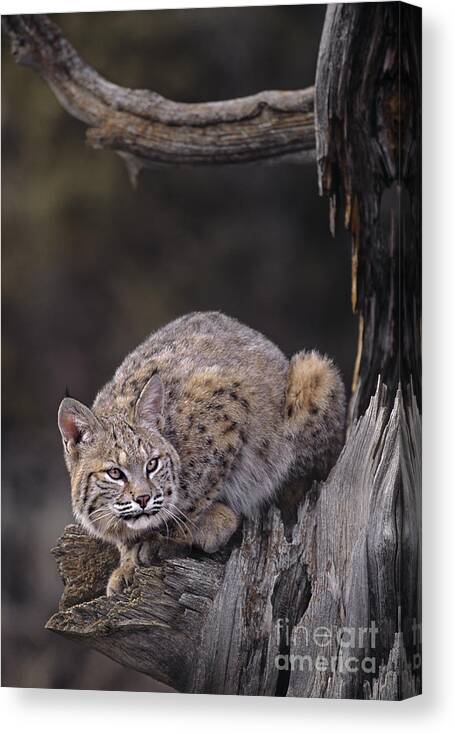 North America Canvas Print featuring the photograph Crouching Bobcat Montana Wildlife by Dave Welling
