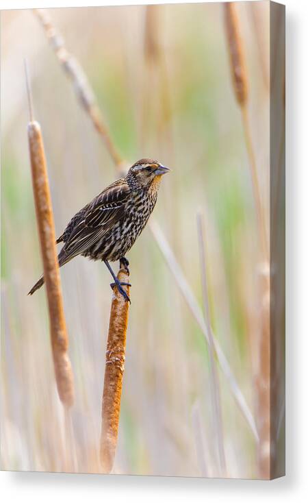 Sparrow Canvas Print featuring the photograph Finding Summer by Steven Santamour