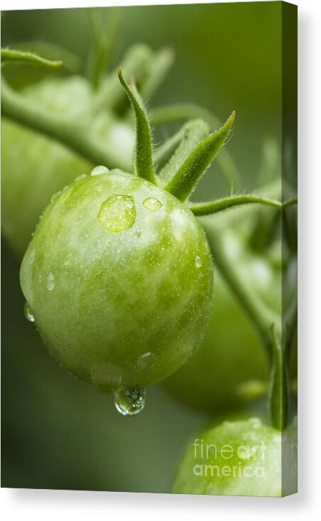 Green Canvas Print featuring the photograph Garden Fresh by Carrie Cranwill
