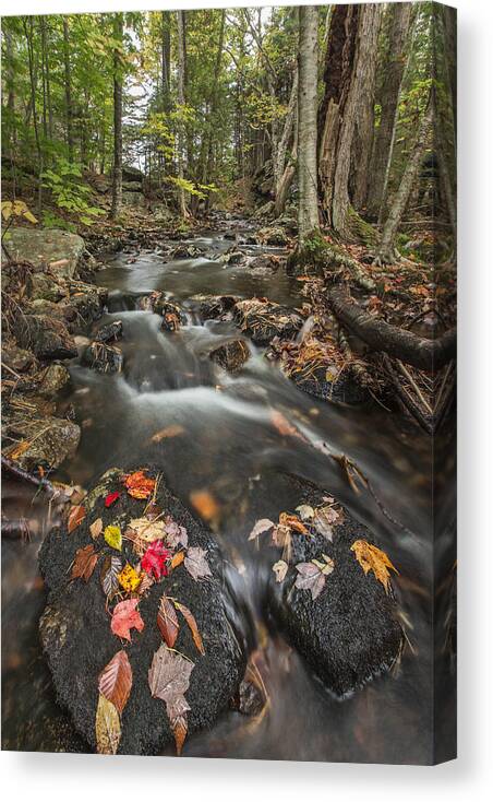 Maine Canvas Print featuring the photograph I Want More by Jon Glaser