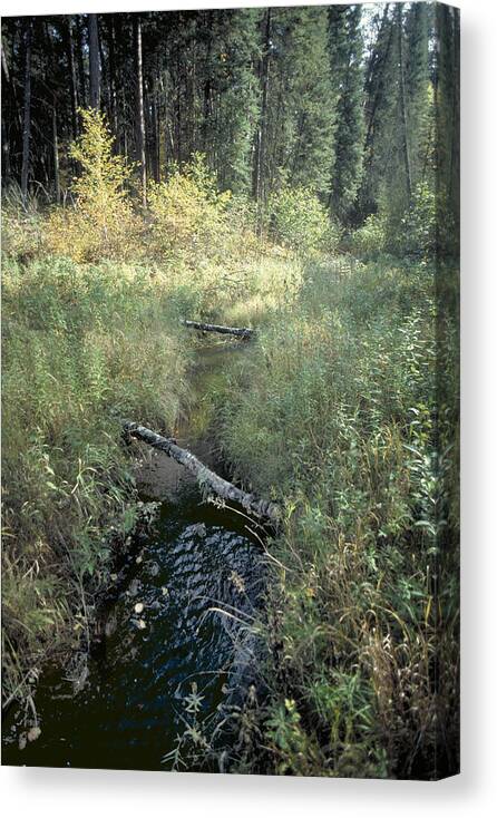 Mississppi River Canvas Print featuring the photograph Mississippi River Headwaters by Garry McMichael