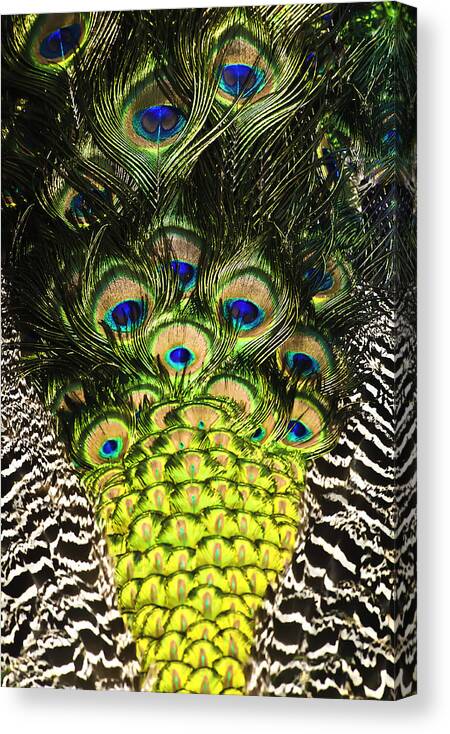 Peacock Canvas Print featuring the photograph Pretty Boy Blue by Sherri Meyer