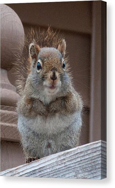 Squirrel Canvas Print featuring the photograph Scroodle by WB Johnston