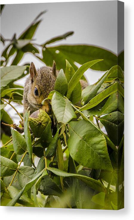 Gray Squirrel Canvas Print featuring the photograph Shy Squirrel by Bradley Clay
