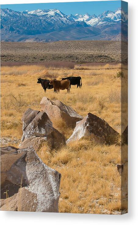 2014 Canvas Print featuring the photograph Sierra Cattle by Jan Davies