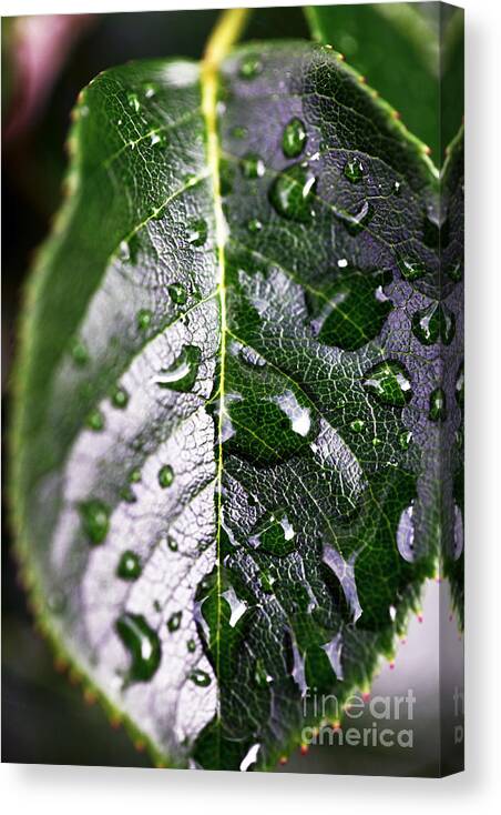 Split Leaf Canvas Print featuring the photograph Split Leaf by John Rizzuto