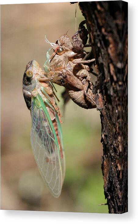 Cicada Canvas Print featuring the photograph Start of a new life by Doris Potter