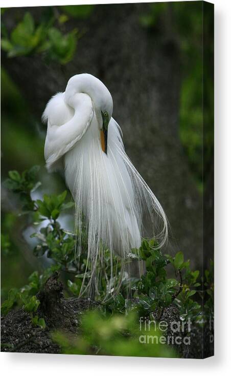 Great Egret Canvas Print featuring the photograph Tree of Plumes by John F Tsumas