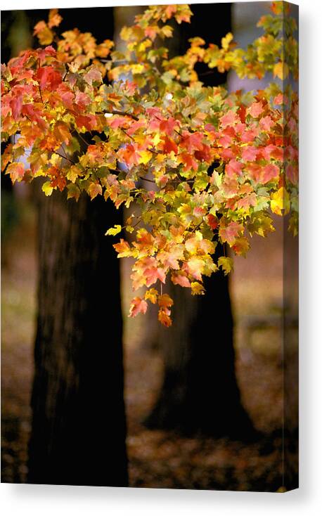 Autumn Canvas Print featuring the photograph Two Trees by Matthew Pace